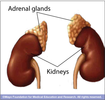DS00915, DS00361, DS00563, DS00780, DS00569, HQ01431_IM03191-mcdc7_adrenal_glandsthu.jpg